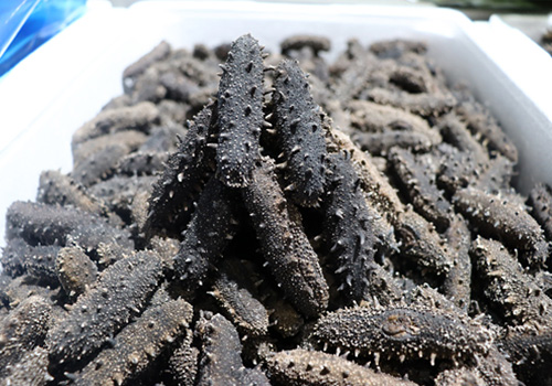 购买海参要注意哪些地方