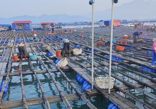 海参的泡发流程